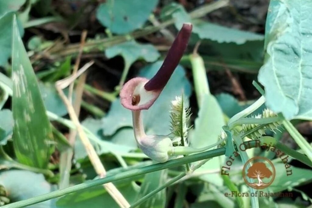 Aristolochia bracteolata Lam.