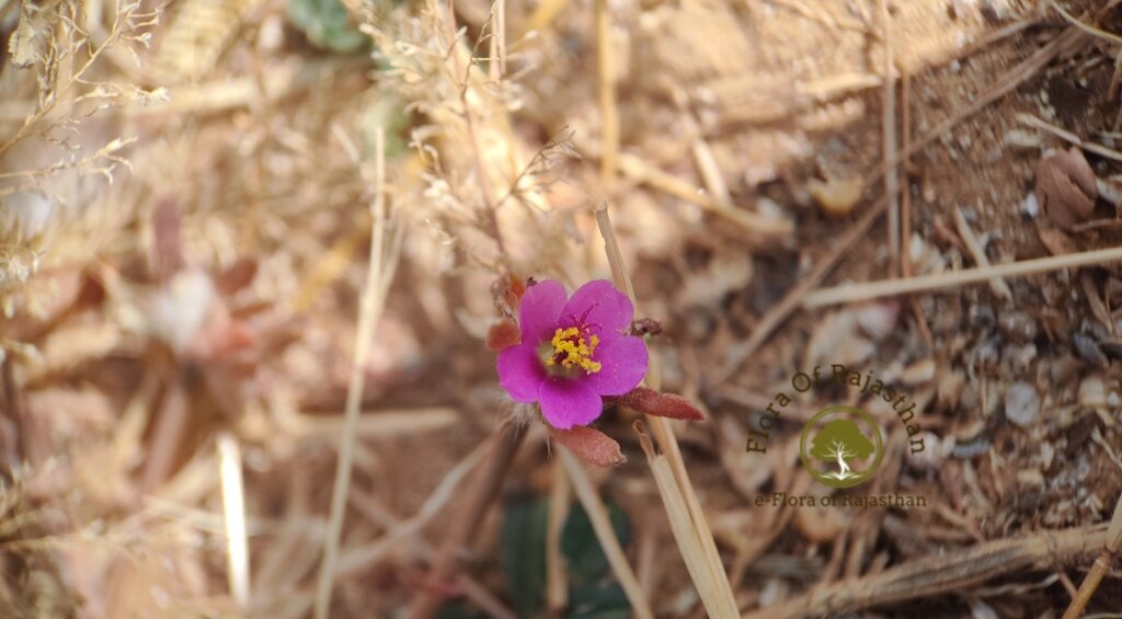 Portulaca pilosa Linn.