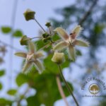 Pergularia daemia (Forssk.) Chiov.