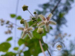 Pergularia daemia (Forssk.) Chiov.