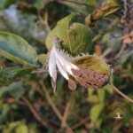 Pergularia daemia (Forssk.) Chiov.