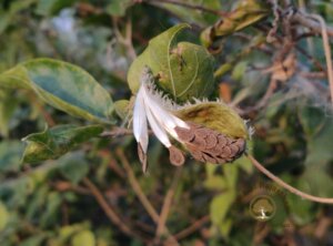 Pergularia daemia (Forssk.) Chiov.