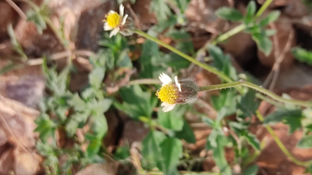 Tridax procumbens