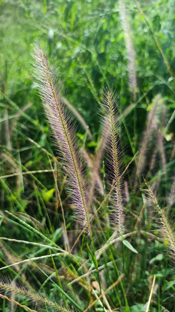 Perotis indica (L.) Kuntze