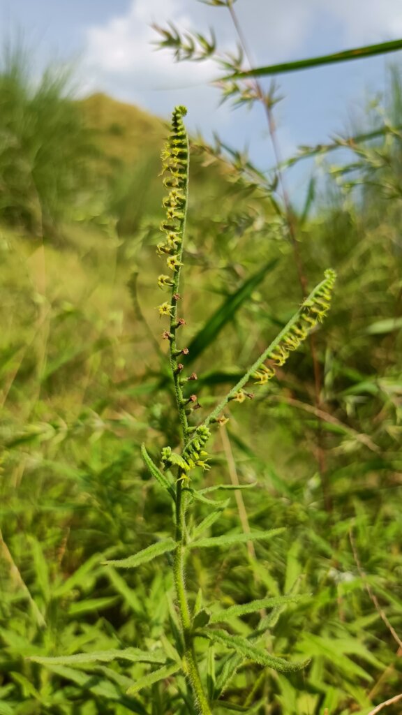Heliotropium zeylanicum (Burm.f.) Lam.