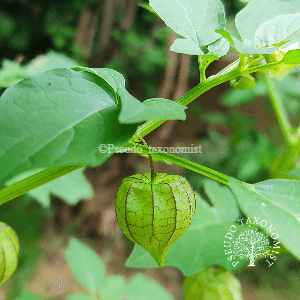 Physalis minima