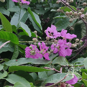 Lagerstroemia speciosa