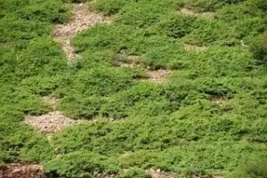 Sterculia urens Roxb.