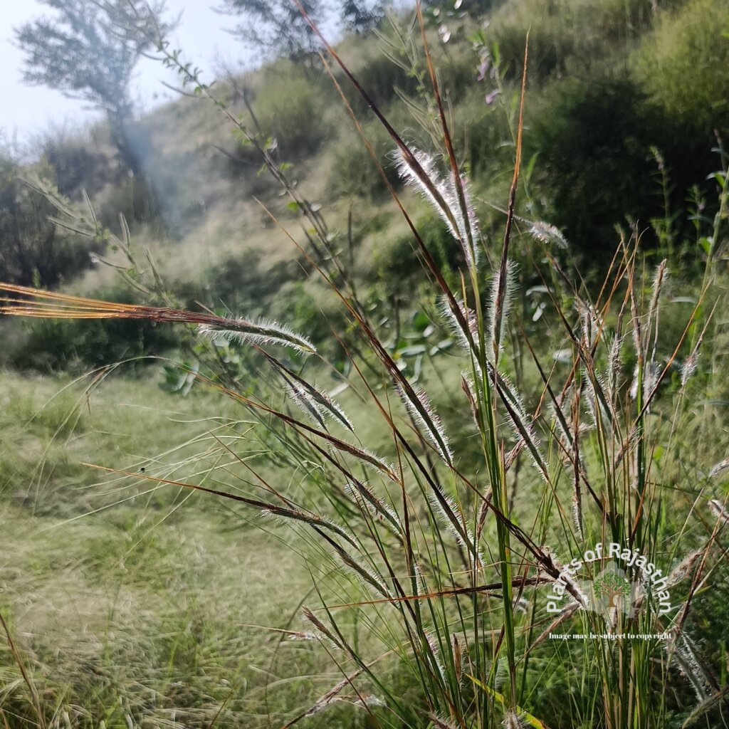Heteropogon contortus (L.) P.Beauv. ex Roem. & Schult.