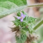 Mesosphaerum suaveolens (L.) Kuntze