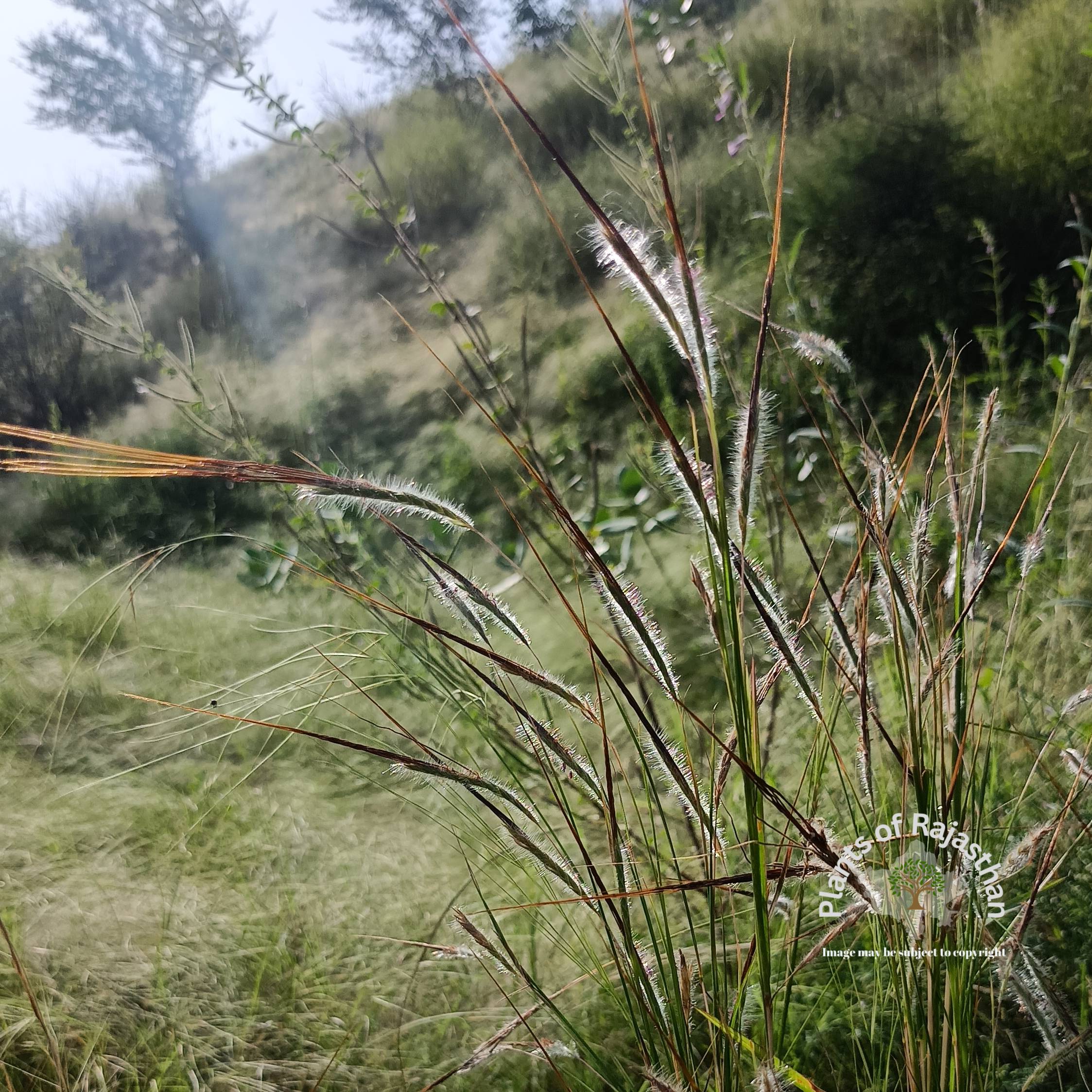 Heteropogon contortus