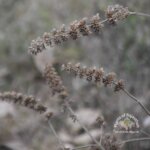 Mesosphaerum suaveolens (L.) Kuntze