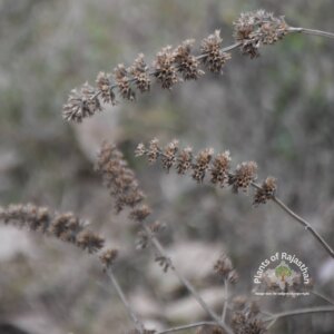 Mesosphaerum suaveolens (L.) Kuntze