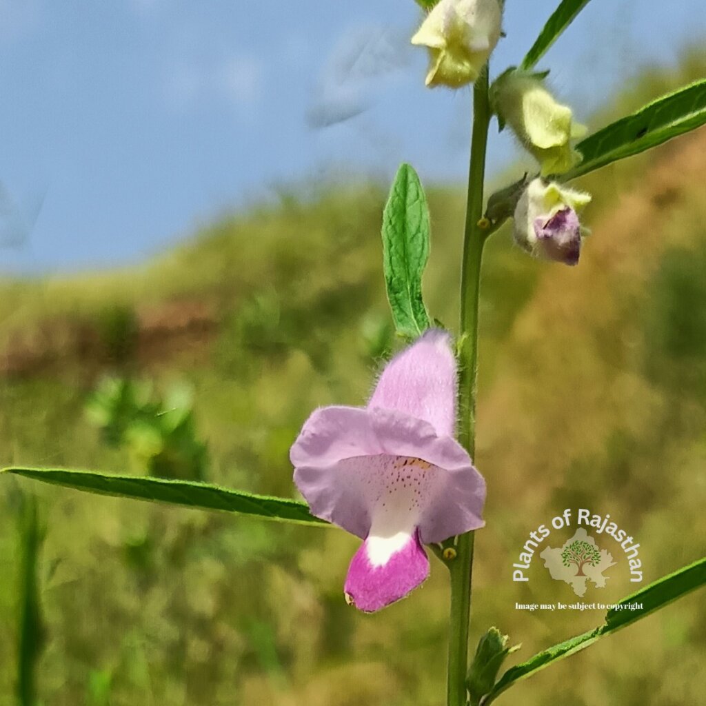 Sesamum indicum subsp. malabaricum (Burm.) Bedigian