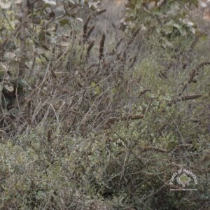 Mesosphaerum suaveolens (L.) Kuntze