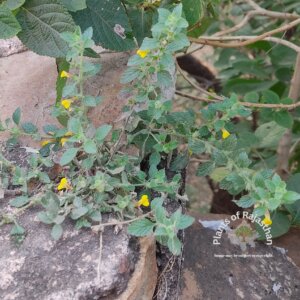 Lindenbergia indica (L.) Vatke