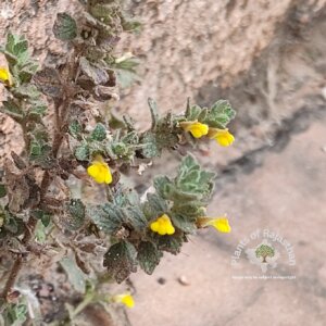 Lindenbergia indica (L.) Vatke