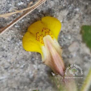 Lindenbergia indica (L.) Vatke