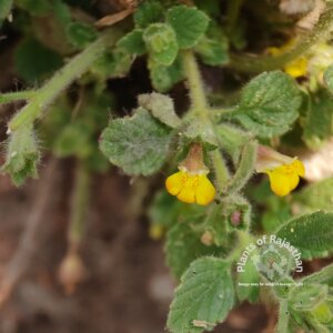 Lindenbergia indica (L.) Vatke