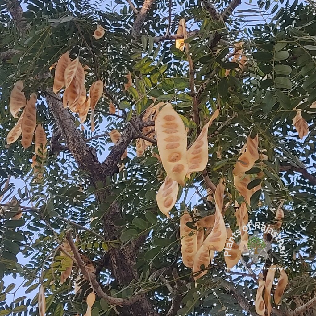 Albizia lebbeck (L.) Benth.