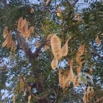 Albizia lebbeck (L.) Benth.