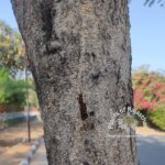 Albizia lebbeck (L.) Benth.