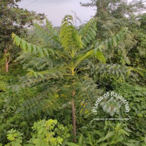 Ailanthus excelsa