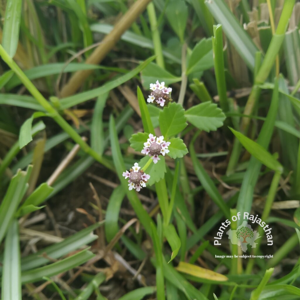 Phyla nodiflora (L.) Greene