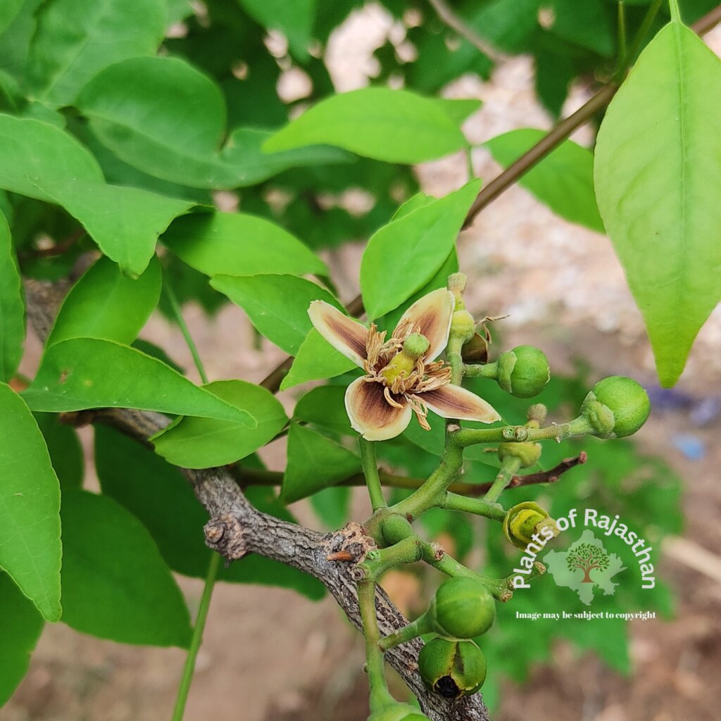 Aegle marmelos (L.) Correa