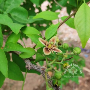 Aegle marmelos (L.) Correa