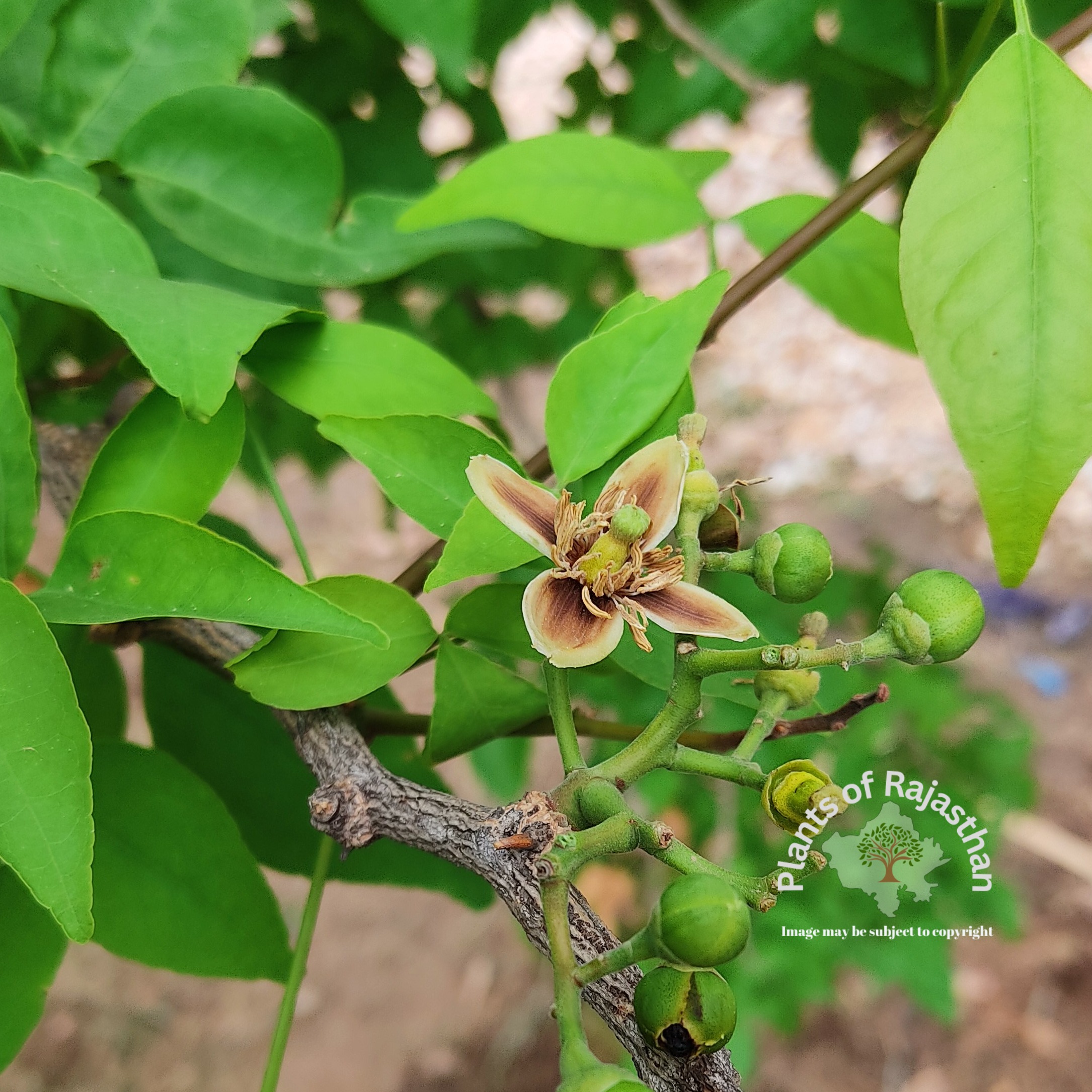 Aegle marmelos