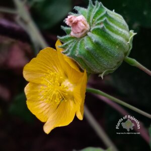 Abutilon indicum (L.) Sweet