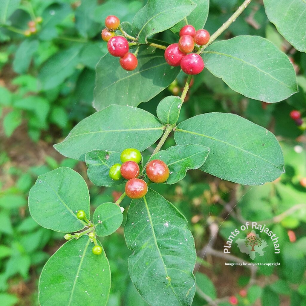 Rauvolfia tetraphylla
