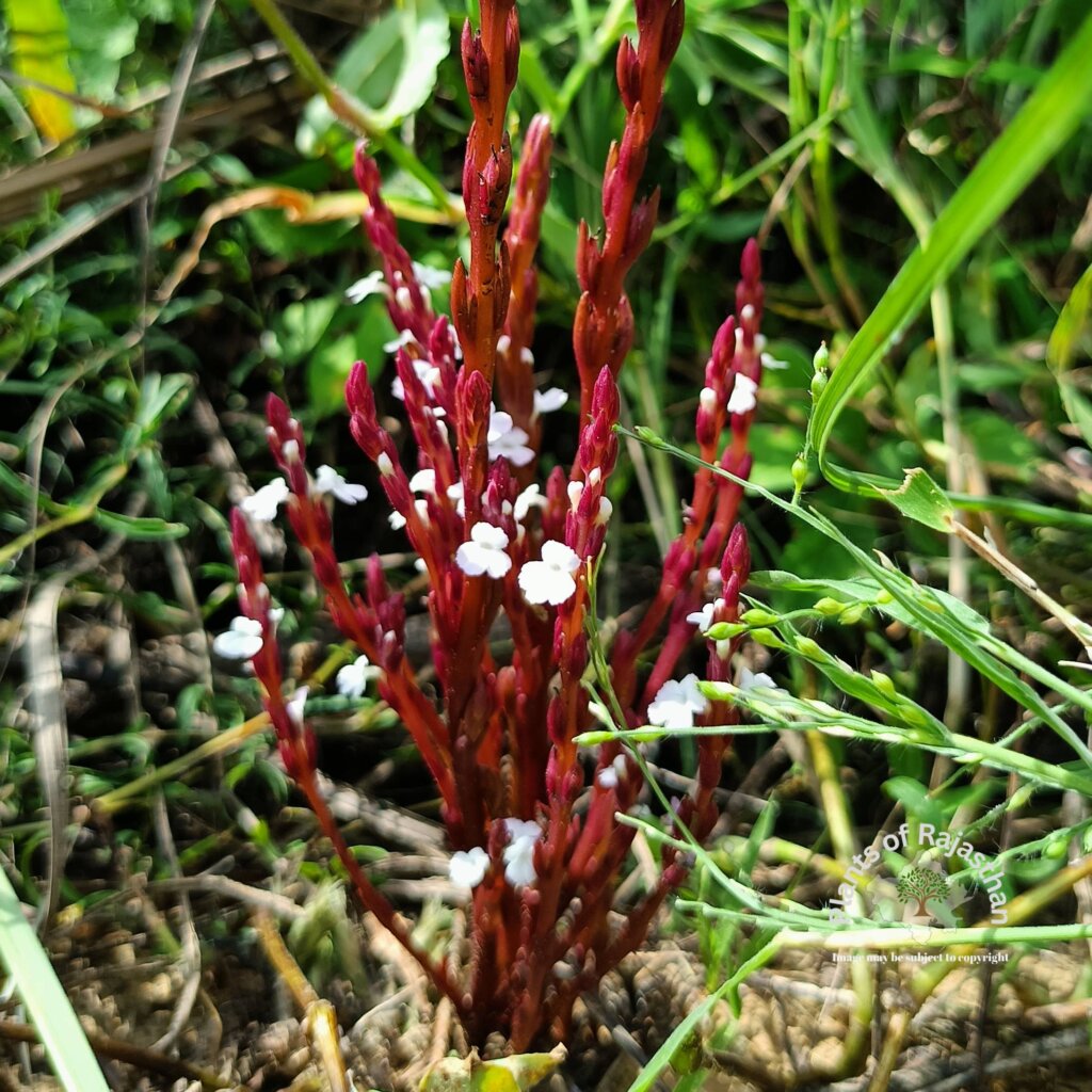 Striga gesnerioides (Willd.) Vatke
