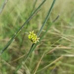 Sterculia urens Roxb.