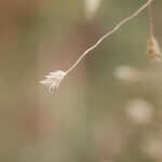 Sterculia urens Roxb.