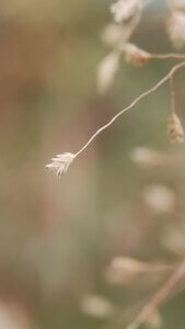 Sterculia urens Roxb.