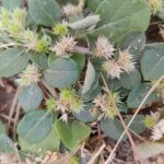 Sterculia urens Roxb.