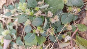 Sterculia urens Roxb.