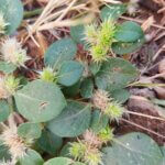 Sterculia urens Roxb.