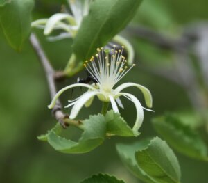 Grewia tenax (Forssk.) Fiori