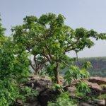 Sterculia urens Roxb.