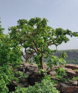 Sterculia urens Roxb.