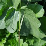 Cenchrus setigerus Vahl