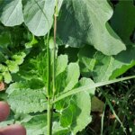 Cenchrus setigerus Vahl