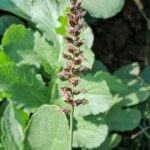 Cenchrus setigerus Vahl