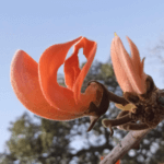 Butea monosperma (Lam.)Taub.