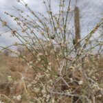 Calligonum polygonoides L.