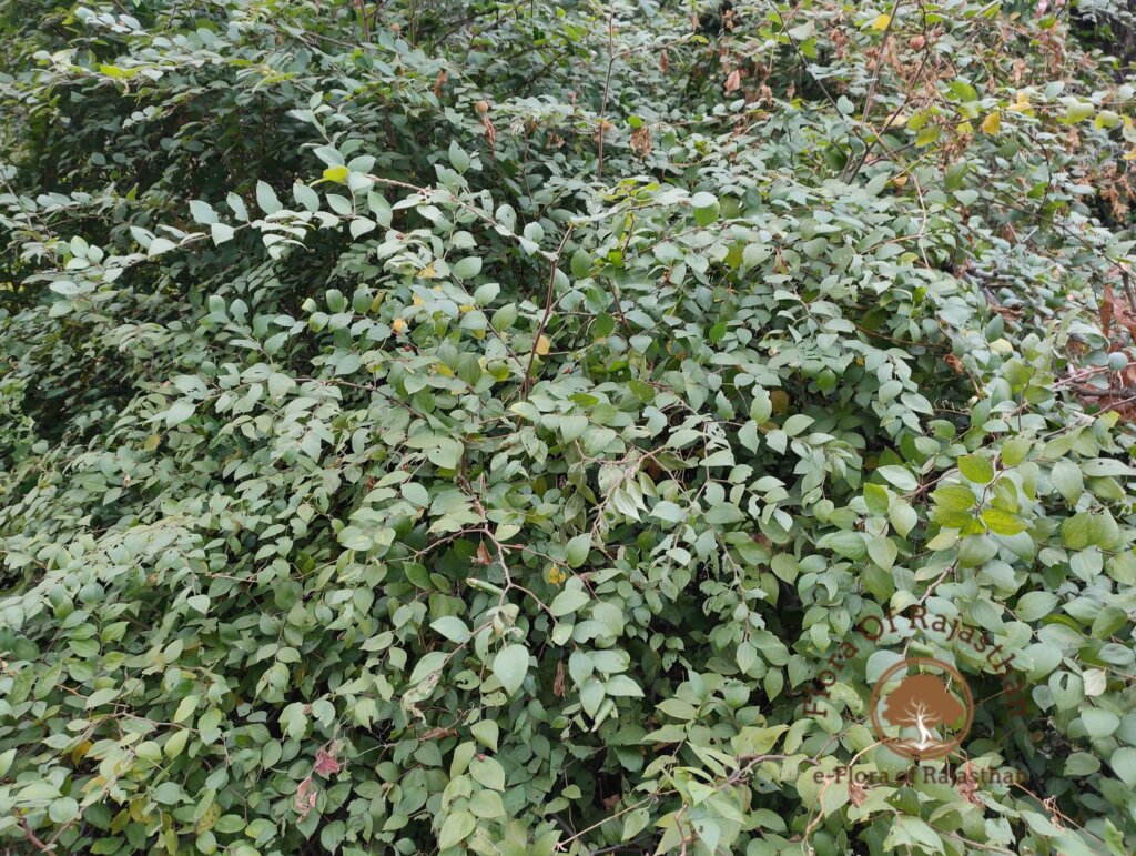 Ziziphus oenopolia (L.) Mill.