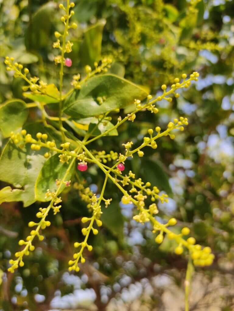 Salvadora persica L.